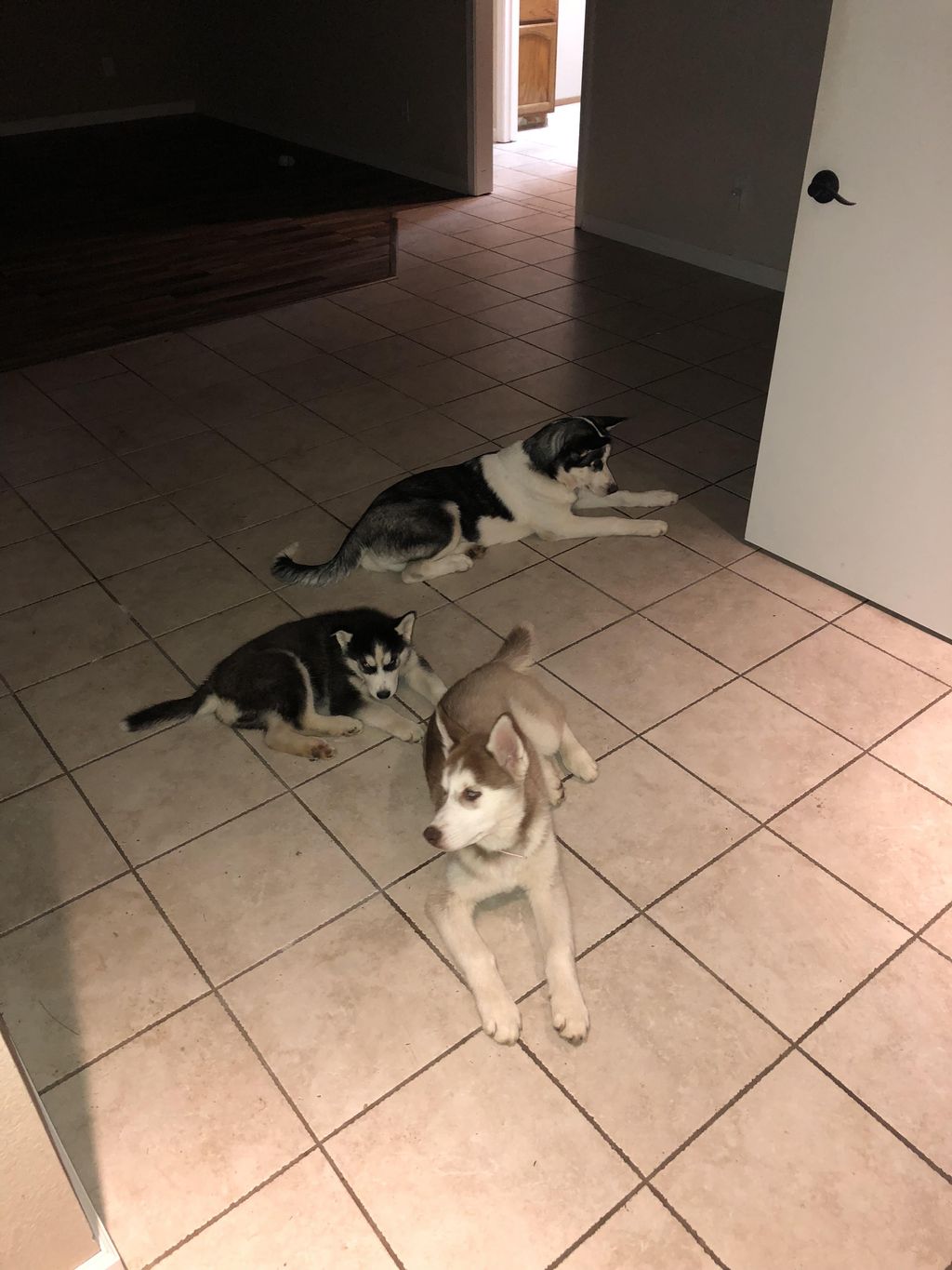100% Siberian Husky guard dogs