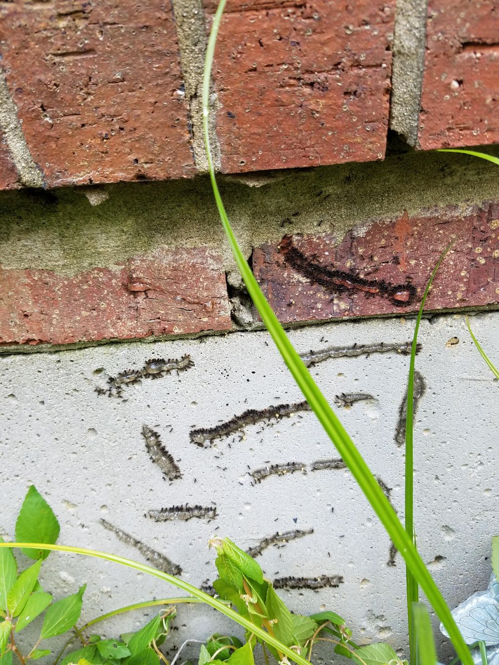 Ants feeding on bait 