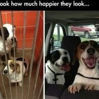 Carissa's Dog Training