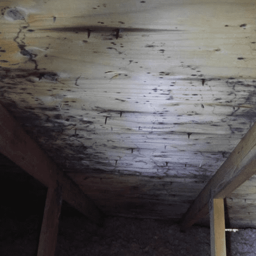 before black mold in attic