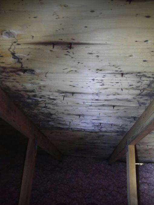 before black mold in attic