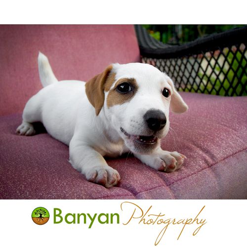 Pet Photography in your home!