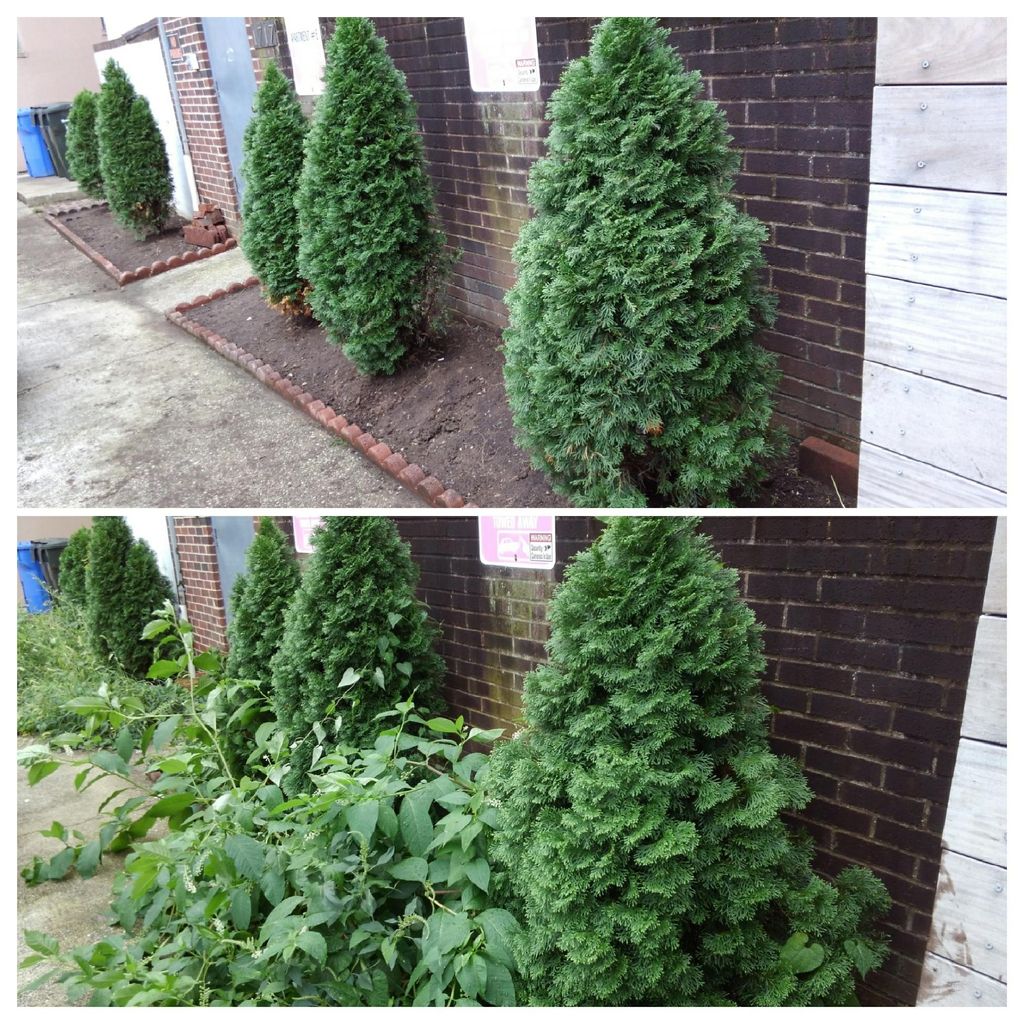 Before and After de-weeding