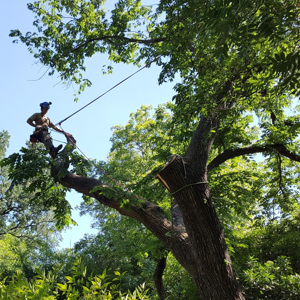 Arbor Cure Tree Service