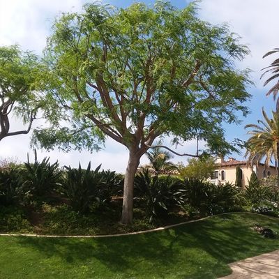 Service d'élagage des arbres fruitiers San Diego