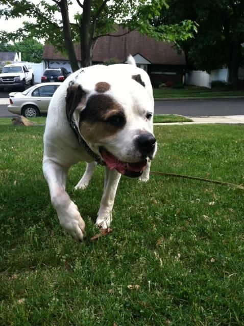 My own dog, Jake.  American Bulldog
