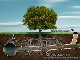 When Roots have invaded, we have rooter drain clea
