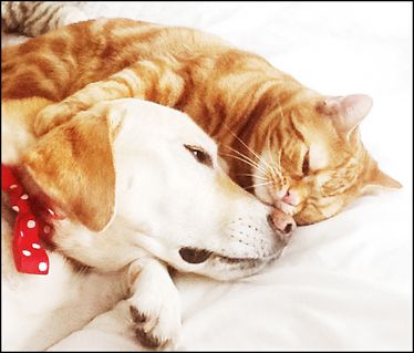 Chloe the dog and Tim the cat snuggling after a go