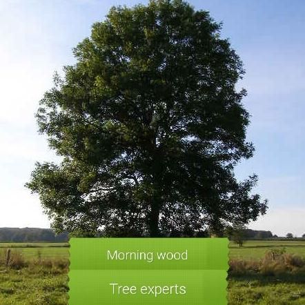 Morning wood tree experts