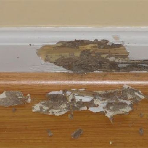 Termite Damage to Baseboard