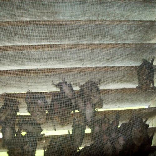 A maternal bat colony with females and pups in a l