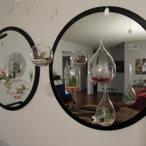 Hanging Terrarium Globe Accent Wall with a variety