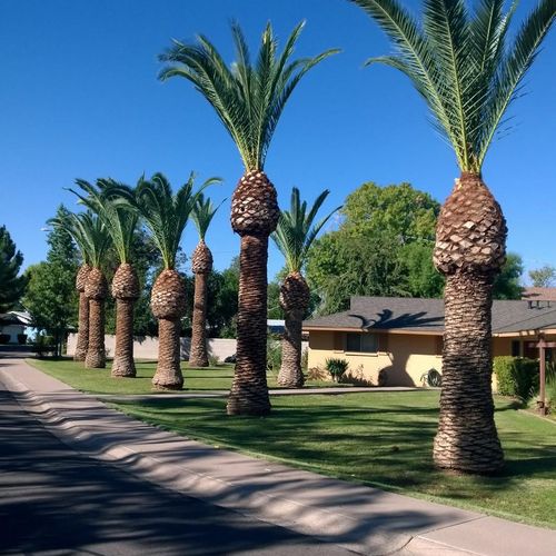 Palm trees after Superior Tree Care pruning