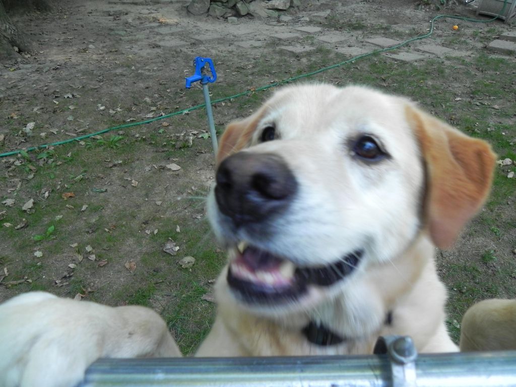 Rufus. lab mix, what a ham!