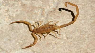 Scorpion Treatment