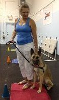 At basic training class with Sasha, a 2.5 year old