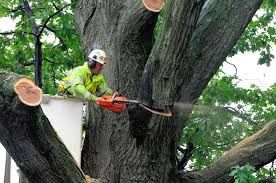 Cutting down a tree in Northern New Jersey