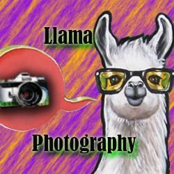 Llama Photography