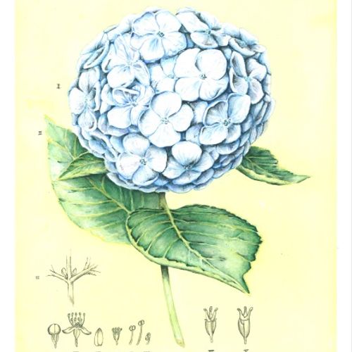 Hydrangea Botanical Print Series Watercolour 14 x 