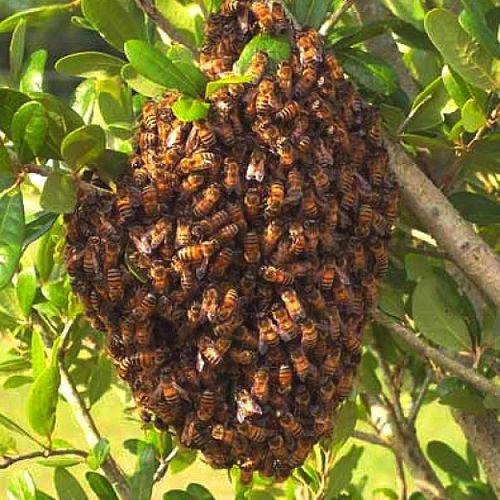 100% Guaranteed Bee Removals!