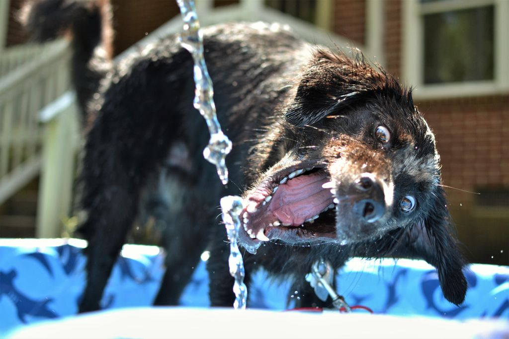 Pesto gets a bath in his kiddie pool in August and