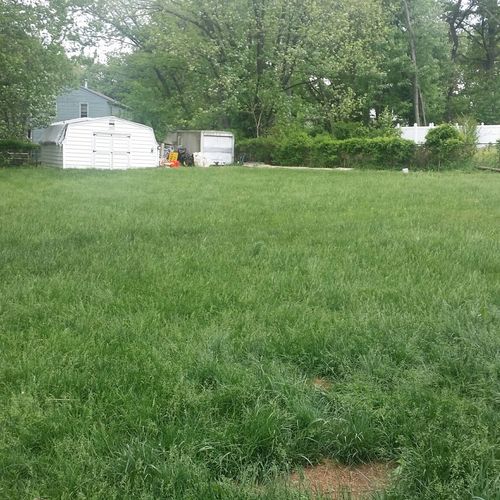 Back yard 3/4 acre before lawn mow