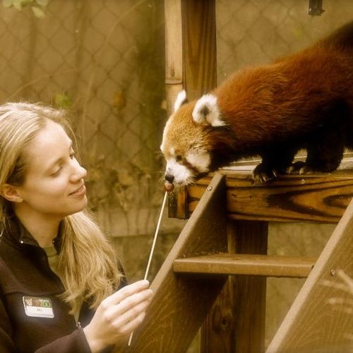 Wen-dee, the Red Panda, getting target trained.