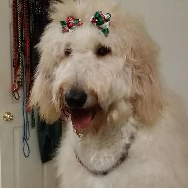 Natural pawz - Houston, TX