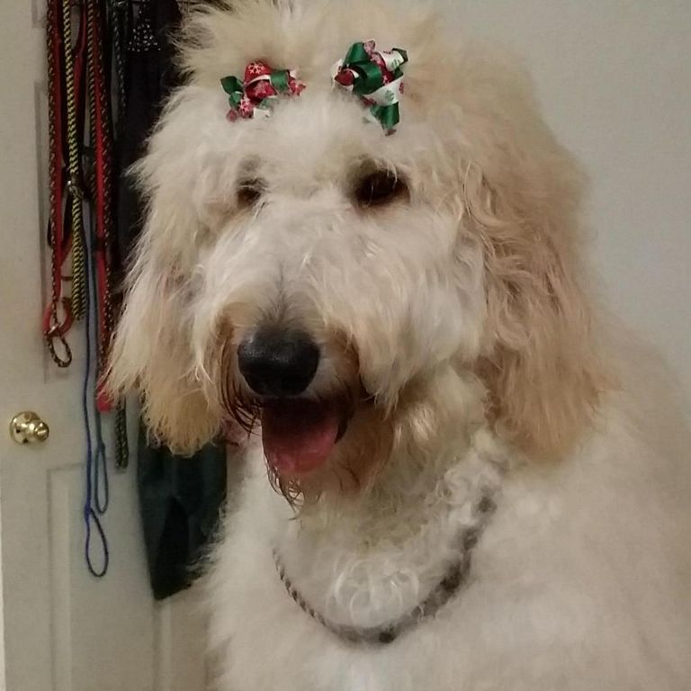 Natural pawz - Houston, TX