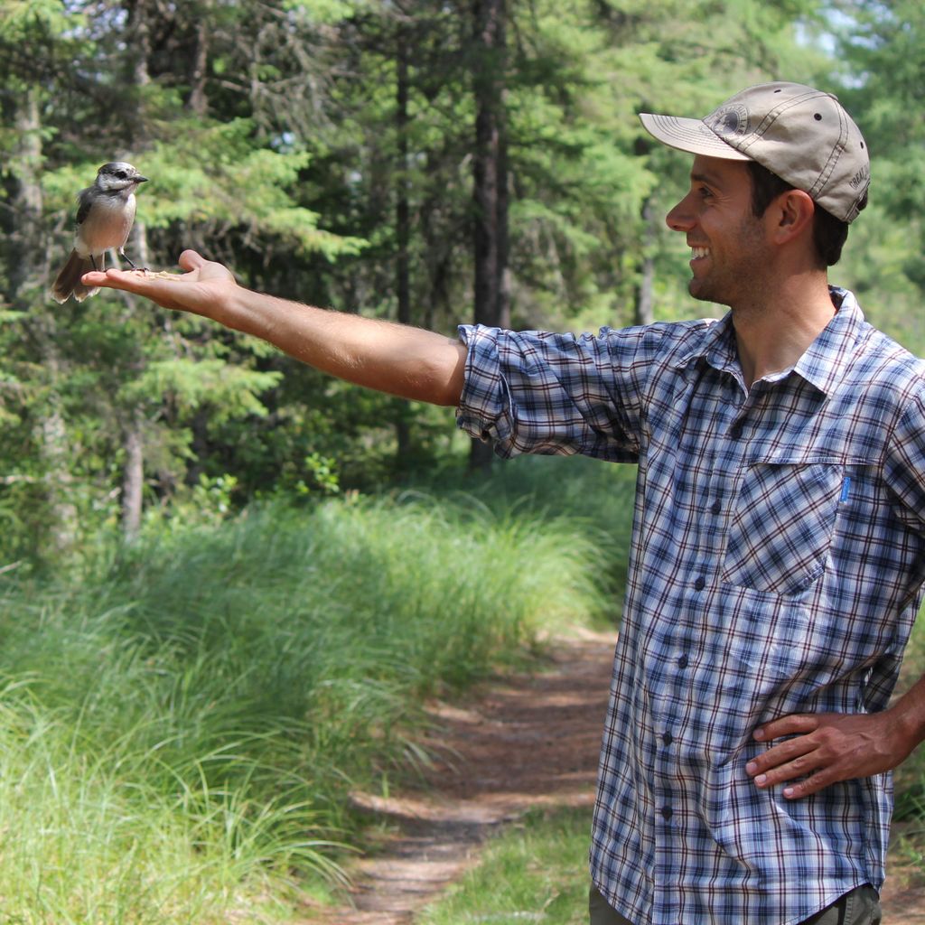 Frisch Tree Pruning and Landscape