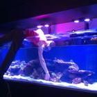 Avatar for Aquariums Done Wright