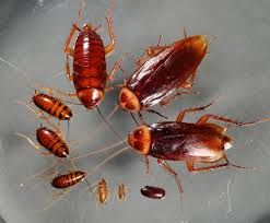 Cockroach pests carry various diseases that can be