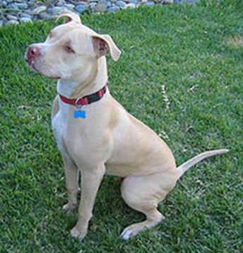 great listening dogs