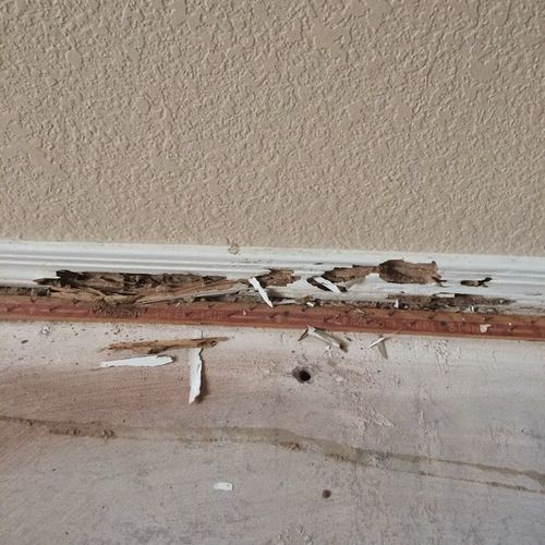 Arizona Termite Specialists - Termite Damage