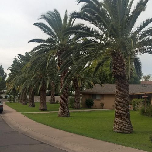 Palm trees before Superior Tree Care pruning