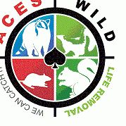 Ace's Wildlife Removal