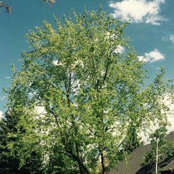 Another maple tree we trimmed