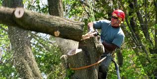 Our tree service and tree removal prices blow away