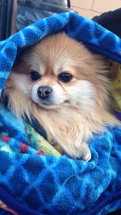 Tinkerbell lounging in her blankey