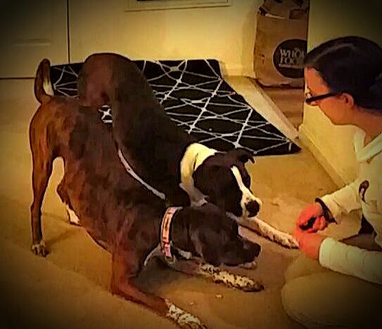 Cecilia training two boxer friends to "playbow"