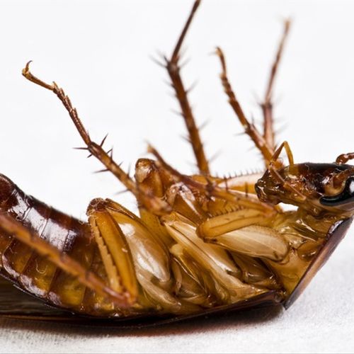 General Pest Control and German Roach Treatments