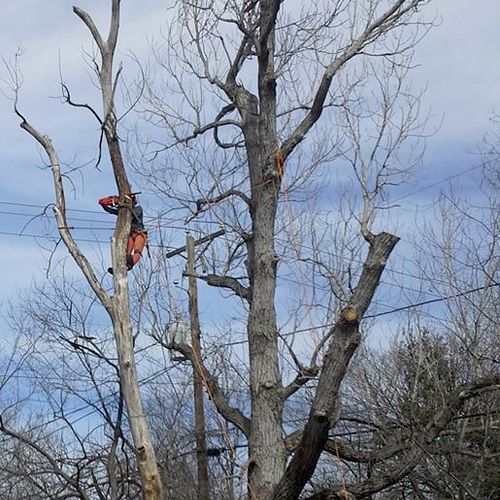 Dead Cottonwood Tree Removal  in Grand Prairie, T