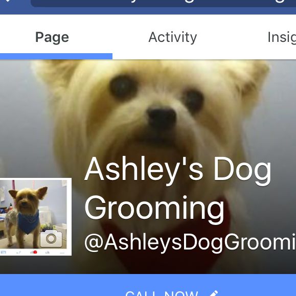 Ashley's dog grooming and dog sitting services