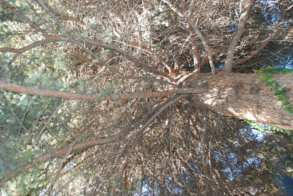 BEFORE; Large Spruce tree about to clean out all t