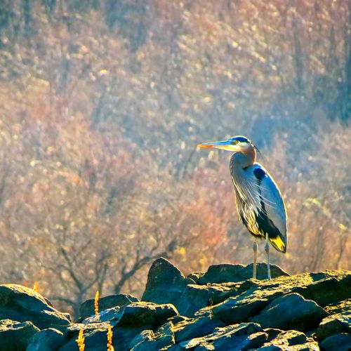 Blue Heron at Emigrant Lake