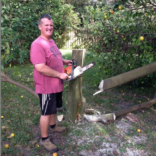 me cutting down a diseased orange tree for a custo