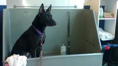 Cimex Detection K9, Annie, waiting patiently for h