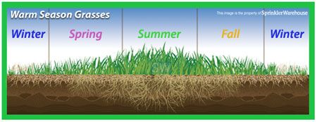 Strong roots happen when lawns  follow what golf c
