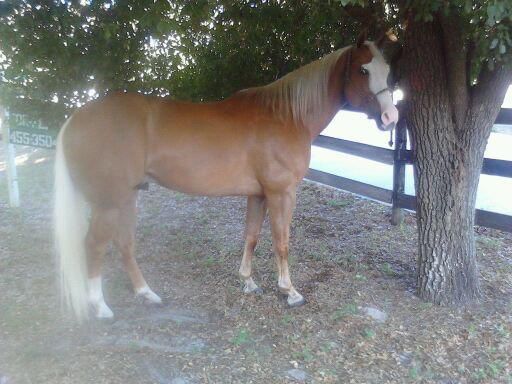 GROOMING HORSES