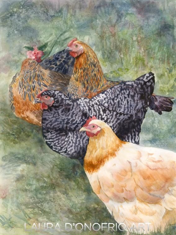 chickens